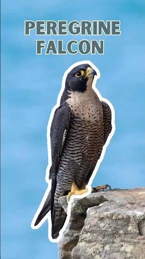 Peregrine Falcon - Pure Nature Sounds! - P2