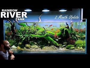 The Rainbowfish River Tank: 2 Month Update