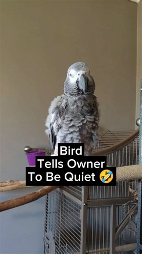 823K views · 10K reactions | Bird Tells Owner To Be Quiet 藍 #animals #pet #birds #AmaZing #funny #cute #cosmothefunnyparrot #lol #animal #fun | cosmothefunnyparrot | Facebook