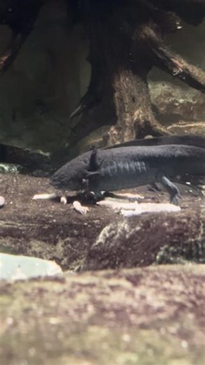 119K views · 2.1K reactions | Happy Cinco de Mayo!  Today, we’re spotlighting one of Mexico’s most fascinating native species — the axolotl! To help us celebrate, meet our amazing volunteer, Neil — an amphibian enthusiast who's here to share why these aquatic animals are so unique. Dive into discovery and learn more about axolotls during your next visit to the Detroit Zoo! | Detroit Zoo | Facebook