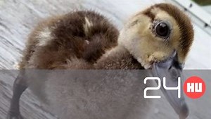 Meghódította a magyar kacsa Kanadát | 24.hu