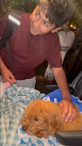 #shocking #dog #doglife #dogshorts #dogvideos #havapoo #cavapoodog #puppy #pet #petlover #shorts