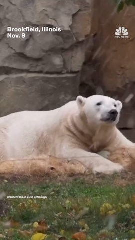 Animals in Brookfield Zoo enjoy the season's first snow