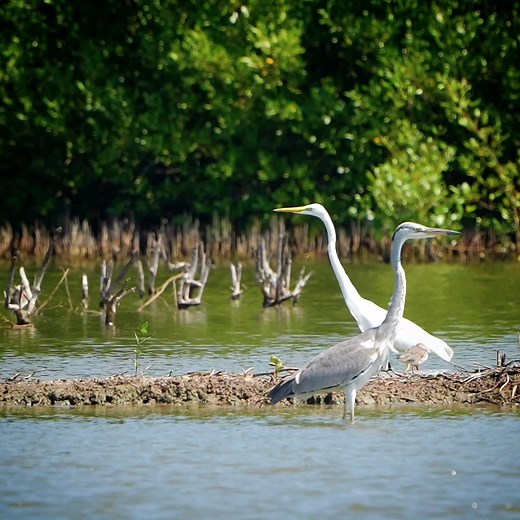 16K views · 2.8K reactions | So Cute Great egret bird and Grey heron Bird | Review Bird Nest | Facebook