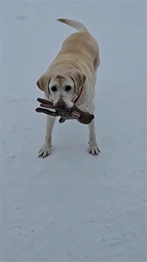 Lucy Ball Great Canadian Dog 🐕 #dog #labrador #gospelsong