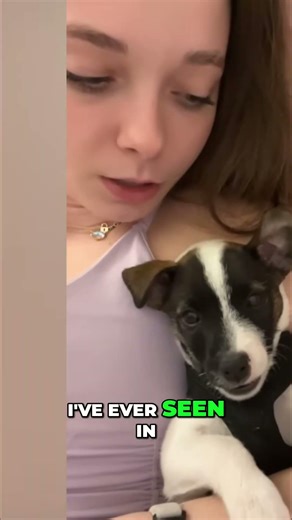 Wedding Dogs Steal Show Frisbee Fun to Aisle Walk!