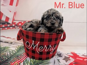 2025 Kita Boston 6 week Puppies