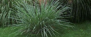 Saccharum arundinaceum - Alchetron, The Free Social Encyclopedia