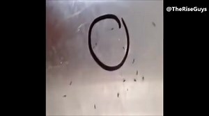 21K views · 190 reactions | How to prank an ant | The Rise Guys | Facebook