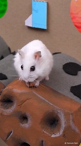 21K views · 33 reactions | Galactic Hamster 敖 #hamster #homuraham #cutehamster #funnyhamster #hamstermaze #hamsters #dwarfhamster #hamstagram #hamstergram #hamsterlove #hamsterlife #hamsterdaily #hámster #hamsterworld #galactic #universe #planets | Homura Ham | Facebook