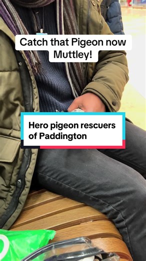 Heroic Pigeon Healer at Paddington Station
