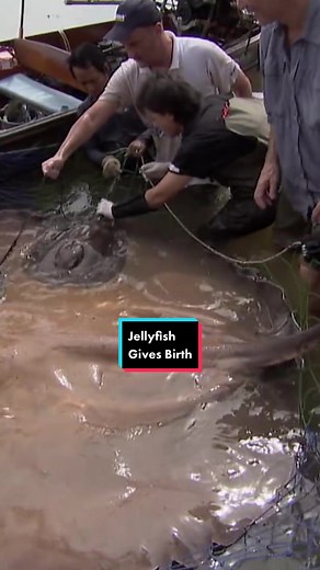 You won't believe what happens after Jeremy reels in this Stingray! 👀 😮 #rivermonsters #jeremywade #fishing #nature #wildlife #learnontiktok
