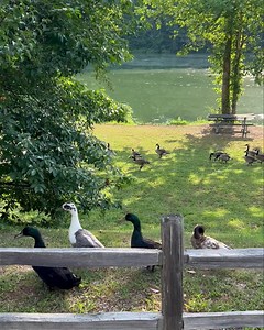 5.5K views · 157 reactions | Morning gossip…. Happy Wednesday! | David Crockett State Park | Facebook