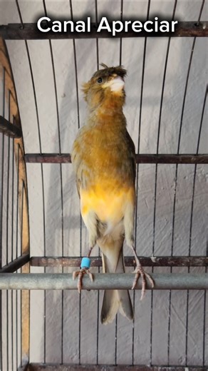 Perfect Belgian Canary Chick / #canary #belgiancanary