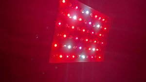 Watch Timer Control 600W LED Grow Light Full Spectrum 12/15/18 Hours Auto On/Off with UV&IR Plant Light... on Amazon Live