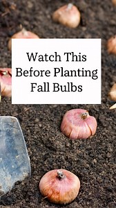 Three ways to stop squirrels and other critters from digging up your tulip and other fall planted bulbs. I’m hearing from a lot of you that the critters are relentless when digging bulbs up from your property. Here are 3 methods to help keep them away from your bulbs. If #3 doesn’t work, you’re going to have to consider moving (just kidding). #gardening101 #fallgardening #tulipbulbs #plantdaffodils | Blueacre Garden