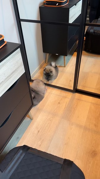 Adorable Klein Spitz Puppy Moments