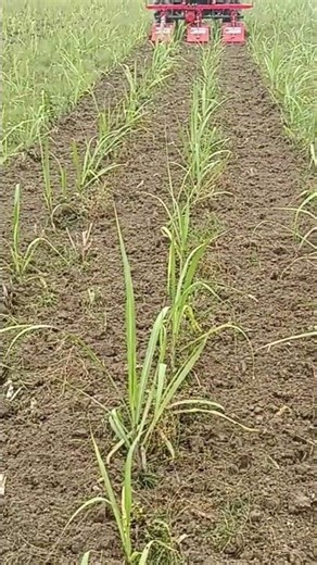 14 INCH INTER ROW WEEDER