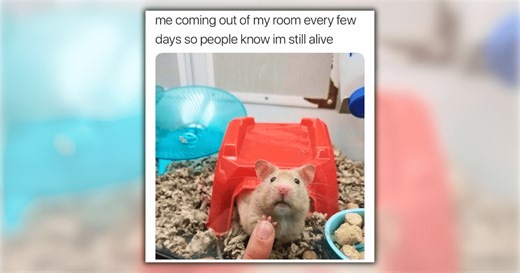 20 Honeyed Hamster Memes for Hearty Hoomans Who Need a Smol Dose of Delight