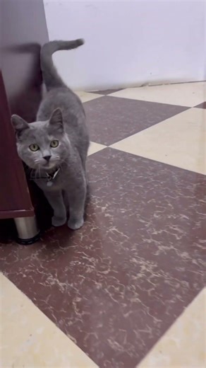 #Cat #chat #algeria #اكسبلور #constantine #travel #لايك #تصويري #trendring #chat