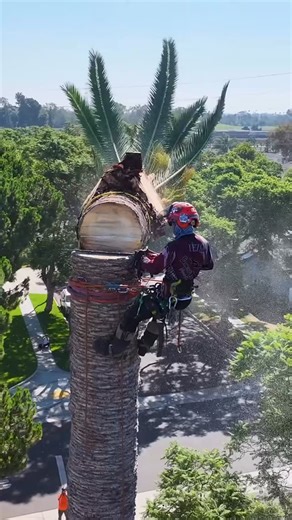 Everest tree service on Instagram: "Taking a look back at our 2025 tree removal projects across Los Angeles 🌳 From routine pruning to large-scale removals, this showcase highlights the work we completed all over the city—hillsides, neighborhoods, commercial properties, and everything in between. Every job reflects our commitment to safety, precision, and leaving each site clean and cared for. Thank you to our clients for an incredible year ⚡️ #treeservice #arborist #palmtree #losangeles #treecl