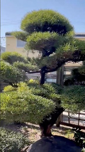 マキの剪定