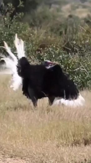 Even ostrich didn't spare from dancing 😘 for partners.hats off to the largest bird of 🌎 world carrying a heavy feather and body to perform like this.don't miss the video unique ostrich dance you have never saw before#ostrich#movement#dance#nature#wildlife#facts#information#world#videography#photography#animals#reel#facebook#dira#saha# | Dira Saha