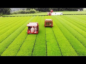 Japanese Green Tea Cultivation - Green Tea Farm - Green Tea Harvest and Processing