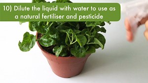 Leftover vegetables and fruit peels? Put them to good use by converting them to fertilisers and non-toxic cleaning agents for your home! Watch on to find out how easy it is to do so. As we celebrate the UN's first ever International Day of Awareness of Food Loss and Waste today, we hope you are inspired to not only grow your own food but to also waste less of this precious resource, particularly during these challenging times! ____ DBS is proud to support NParks' Growing our City in Nature — Gar