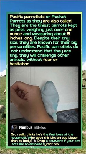 Why These Tiny Birds Have The Biggest Egos! 🦜 #Pets #Animals #Funny