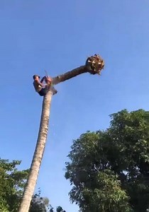 4.8M views · 13K reactions | Cut the coconut tree with a chainsaw credit :Builder Chanel | Technology | Facebook