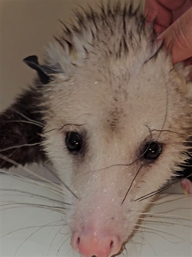 Opossums: Embracing the Love for Unique Pets