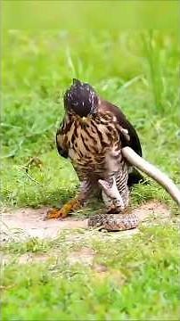 Águilas Cazando en Plena Acción ⚡ ¡Impresionante! #birds #Águilas #Eagle