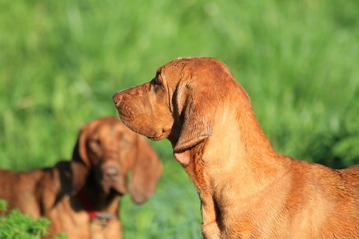 Get to Know the Coonhound Breeds