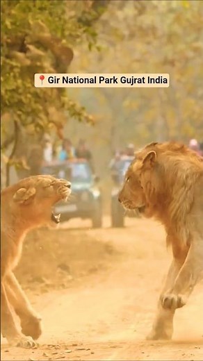 📍Gir National Park Gujrat India.