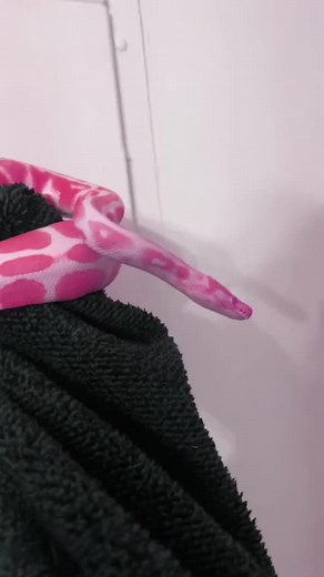 Discover the Stunning Pink Ball Python