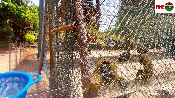Exploring Abuko Nature Reserve in Gambia