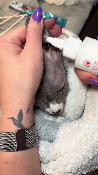 duck.duckie.goose on TikTok