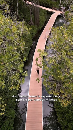 2.7K views · 38 reactions | ¿Has estado en Rif Mangrove Park en Otrobanda? El embajador de la isla y jefe de guardaparques, Juan Wyatt, mejor conocido como Shark麗, te lo contará todo  ⭐EMBAJADOR DE LA ISLA ⭐ Guardaparques - Rif Mangrove Park @curacaorifmangrovepark @carmabiedukashon #Curaçao #SiénteloPorTiMismo | Oficina de Turismo de Curacao | Facebook