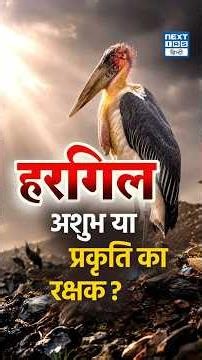 Hargila Conservation Story | कैसे Greater Adjutant Stork बना Assam की पहचान? | NEXT IAS HINDI