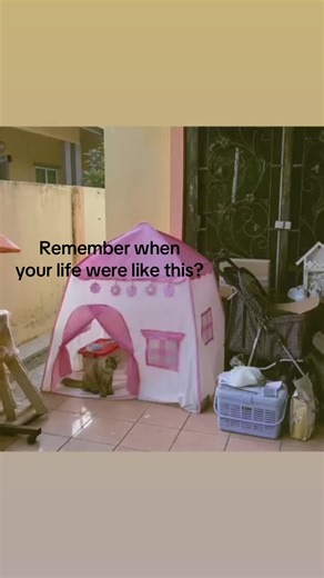 How to Build the Perfect Catio for Your Cats