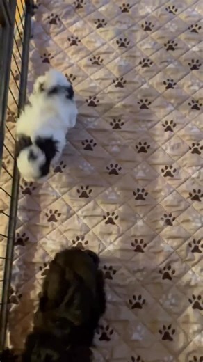 Sound on for morning puppy sounds ❤️ Mama Amy’s 5 week old pups, DJ and Jace, are starting their day off with some exercise while sister Hillary sleeps. Amy is 15 pounds and said to be around 18 months old. Daddy is unknown. Application at dogwoodanimalrescue.org Making a difference one animal at a time. | Dogwood Animal Rescue Project