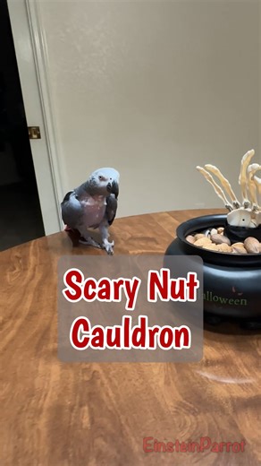 225K views · 5.7K reactions | Watch how brave I am! I'll sneak in and grab a nut before that scary hand gets me! #fblifestyle #scaryvideo #cauldron | Einstein the Talking Texan Parrot | Facebook