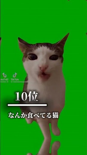 猫ミーム最強ランキング