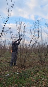 Another video from a dense hazelnut orchard (spaced 4x2,5m), during pruning season. #hazelnut #denseorchard #pruning #hazelnutpruning #gustizasadljesnika #ljesnik #rezidbaljesnika #rezidba | AgroRez - orezivanje voćaka