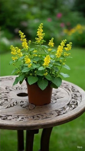 🌿 The Most Underrated Flower in Floral Design “ Bupleurum”