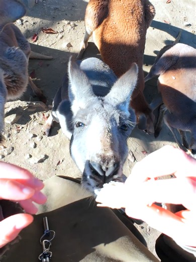 サファリパーク飼育員の視点で動物たちを観察