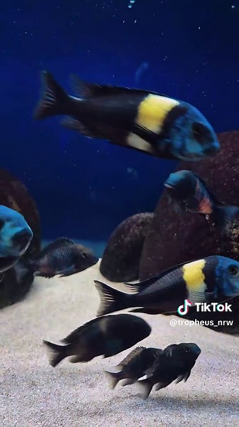 Tropheus Duboisi Maswa & Bulu Point: Cichlid Care Tips