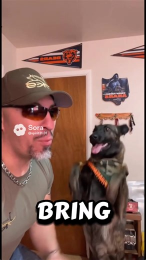 K9 Dance Showcase: Dutch Shepherd's Fun Moves