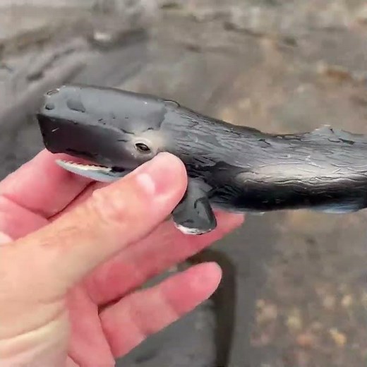 Sea Creature Fun Facts! #KidsLearning